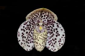 Orquídea Paphiopedilum bellatulum