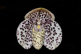 Orquídea Paphiopedilum bellatulum - cooperorchids