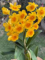 Orquídea Pendão Cacho Dendrobium Crisotoxum Planta Inteira - docel@r Orquídea Pendão Cacho Dendrobium Crisotoxum Planta Inteira - docel@r