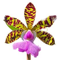 Orquídea Perfumada Catleya Aclandiae Tipo - Planta Adulta