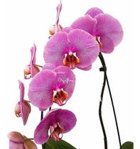 Orquídea Phalaenopsis Cascata Flor Rosa Planta Adulta 1 Orquídea Phalaenopsis Cascata Flor Rosa Planta Adulta 1