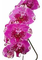 Orquídea Phalaenopsis Cascata Flor Rosa Planta Adulta 2 Envasada Pote Plástico 15