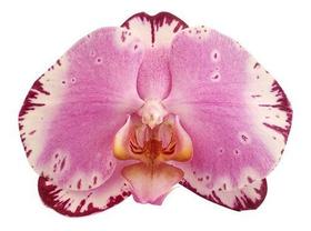 Orquídea Phalaenopsis Exótica ! Planta Adulta ! Rara - Orquiflora