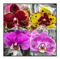 Orquídea Phalaenopsis Flor Haste Adultas Lindas - DoceL@r