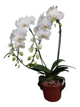 Orquidea Phalaenopsis Mini Cascata Alba Decoraçao Natal Rara