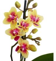 Orquídea Phalaenopsis Mini Flor Amarela, Planta Adulta - Orquiflora