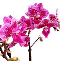 Orquídea Phalaenopsis Mini ! Flor Linda ! Com Vaso.