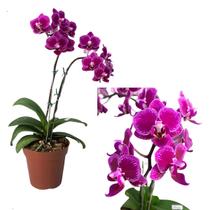 Orquídea Phalaenopsis Mini Flor Linda Exótica Rara Natural Orquídea Phalaenopsis Mini Flor Linda Exótica Rara Natural