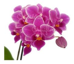 Orquídea Phalaenopsis Mini Flor Linda Exótica Rara Para Jardins Ambientes Natural - Orquiflora