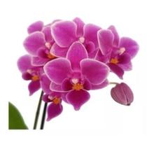 Orquídea Phalaenopsis Mini Flor Linda Planta Rara Exclusiva
