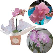 Orquidea Phalaenopsis Mistas Floridas Presente Dia das Mães - Orquiflora