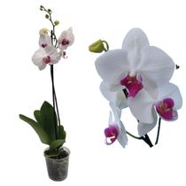 Orquídea Phalaenopsis Semi Alba Planta Adulta Rara Branca