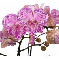 Orquídea Phalaenopsis Trilabelo Planta Adulta Flor Rosa Orquídea Phalaenopsis Trilabelo Planta Adulta Flor Rosa