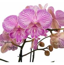 Orquídea Phalaenopsis Trilabelo Planta Adulta Flor Rosa