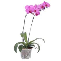 Orquídea phalaenopsis