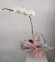 Orquídea phaleanopsis Orquídea phaleanopsis