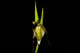 Orquídea Phragmipedium vittatum - Cooperorchids