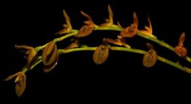 Orquidea Pleurothallis Binot