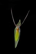 Orquídea Pleurothallis nuda white