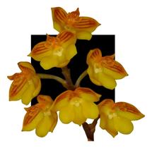 Orquidea Polystachya Pubescens