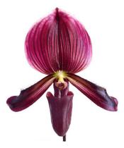 Orquídea Rara Sapatinho Paphiopedilum Maudiae Black Jack Orquídea Rara Sapatinho Paphiopedilum Maudiae Black Jack