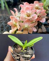 Orquídea Rhynchostylis gigantea Orange self