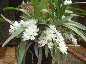 Orquídea Rodriguezia - Corte Adulto - Floranet