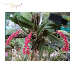 Orquidea Rodriguezia Royal Haste Floral ''toquinho Cachepo''
