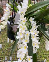 Orquídea Rodriguezia venusta pré adulta