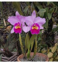 Orquídea Rosa Pink Cattleya '' Irene Finny '' Linda Planta