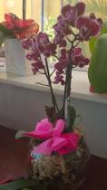 Orquídea roxa mini
