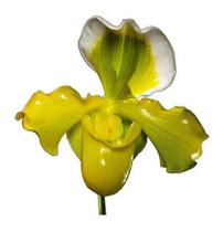Orquidea Sapatinho Gigante. Paphiopedilum Big Green!