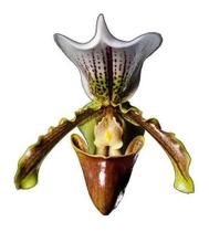 Orquidea Sapatinho!! Paphiopedilum Insigne Adulto!!! - Orquiflora