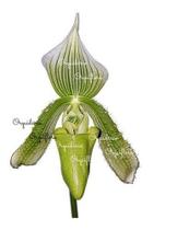 Orquídea Sapatinho Paphiopedilum Maudiae Green Planta Adult