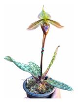 Orquídea Sapatinho Paphiopedilum Wardii - Planta Inteira Top - docel@r