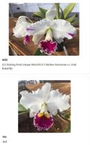 Orquídea Semi-alba muda (3078) - Jardim com Flores