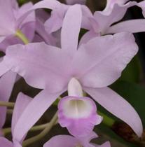 Orquídea Skinneri coerulea muda