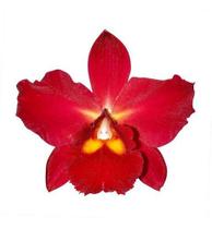 Orquidea Slc.kosos Scarlet Adulta!!!!orquidea Vermelha!!! - Orquiflora