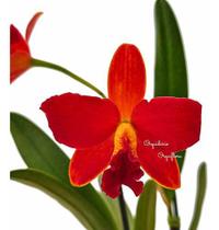 Orquídea Slc. Primeiro Amor Planta Adulta Vaso De Barro - Orquiflora