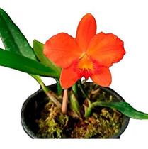 Orquidea Sophonites Arizoniae Mini Belíssima Avermelhada!!