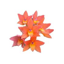 Orquídea Sophoronitis cernua laranja