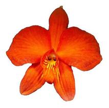 Orquídea Sophronitis Coccinea. Adulta Original Mini Cattleya