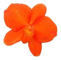 Orquídea Sophronitis Coccinea Orquídea Sophronitis Coccinea