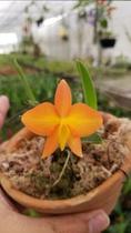 Orquidea Sophronitis Coccinea Variedade Borboleta. Raridade Orquidea Sophronitis Coccinea Variedade Borboleta. Raridade