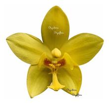 Orquídea Spathoglottis Amarela Kimballiana Planta Adulta