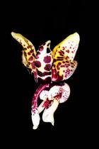 Orquídea Stanhopea hernandezii