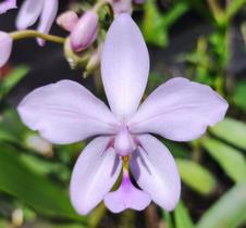Orquídea terrestre - Spathoglottis plicata rosa - ORQUIVITRO