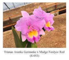 Orquídea Trianae Aranka Germaske x Madge Fordyce Red (S053) - Fabricação própria