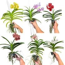 Orquídea Vanda Adulta: Elegância Exclusiva para o Seu Lar