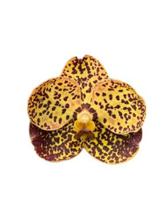 Orquidea Vanda Amarela - Adulta - ORQUIVITRO